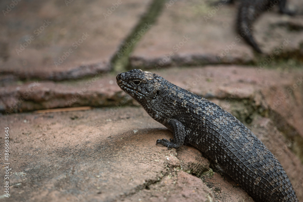 Fototapeta premium lizard on the rock