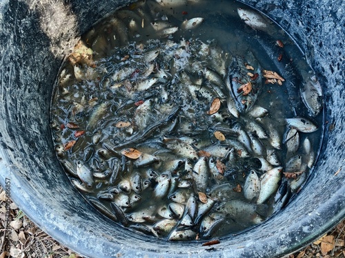 Fresh Catch: Numerous Small Fish in Dark Bucket