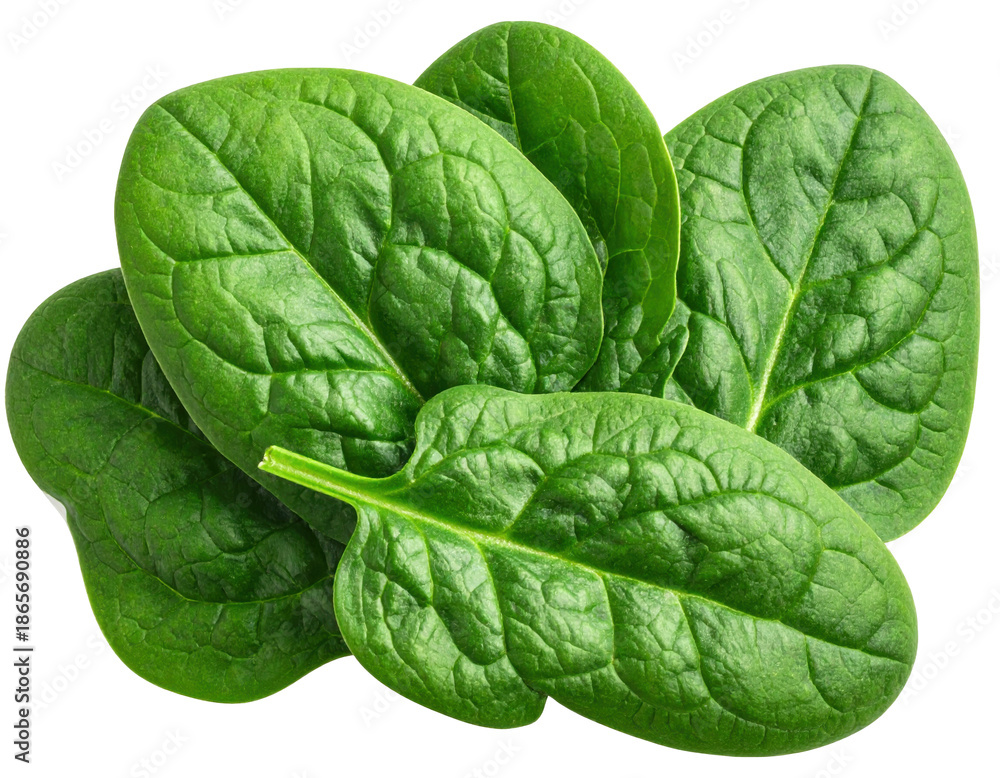 Fototapeta premium Close-up of fresh spinach leaves displaying vibrant green hues
