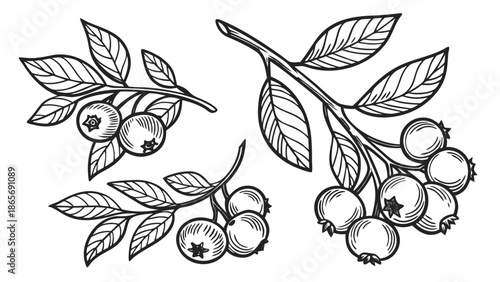 Hand-drawn sketch of delicate blueberry branches with ripe berries and leaves on a white background
