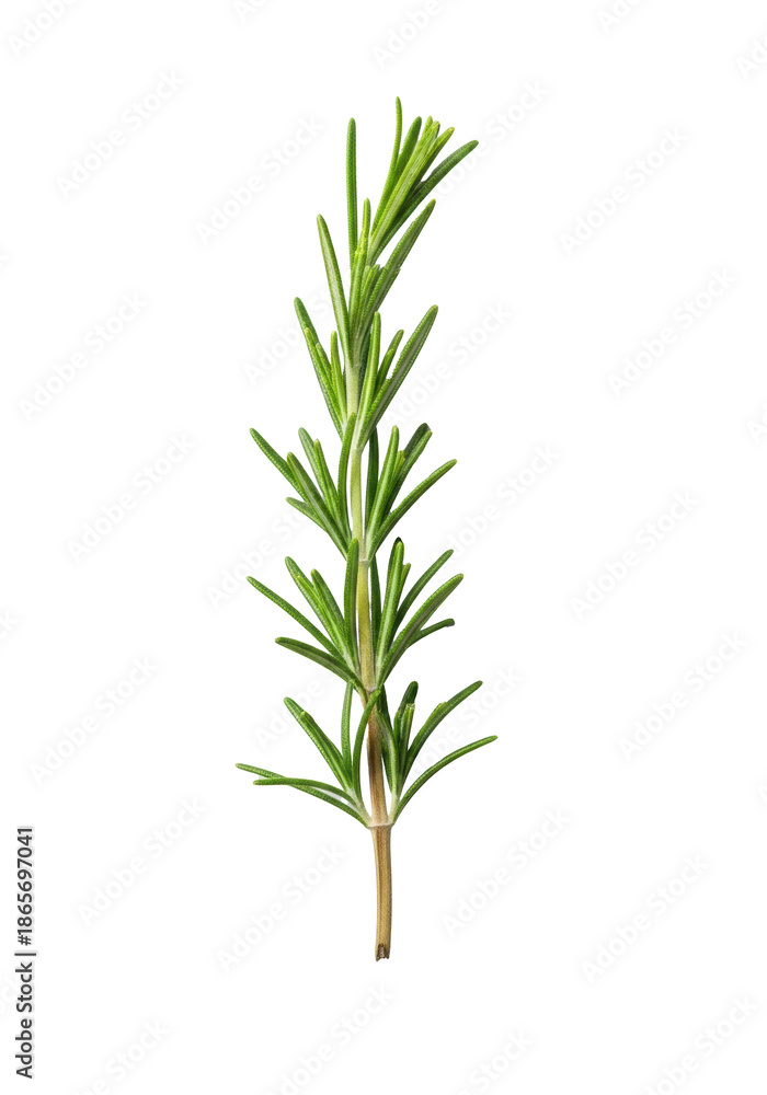 Fototapeta premium Vibrant green rosemary sprig with detailed needle-like leaves and light brown woody stem, isolated vertically on a clean transparent background with studio lighting. Concept of freshness and natural