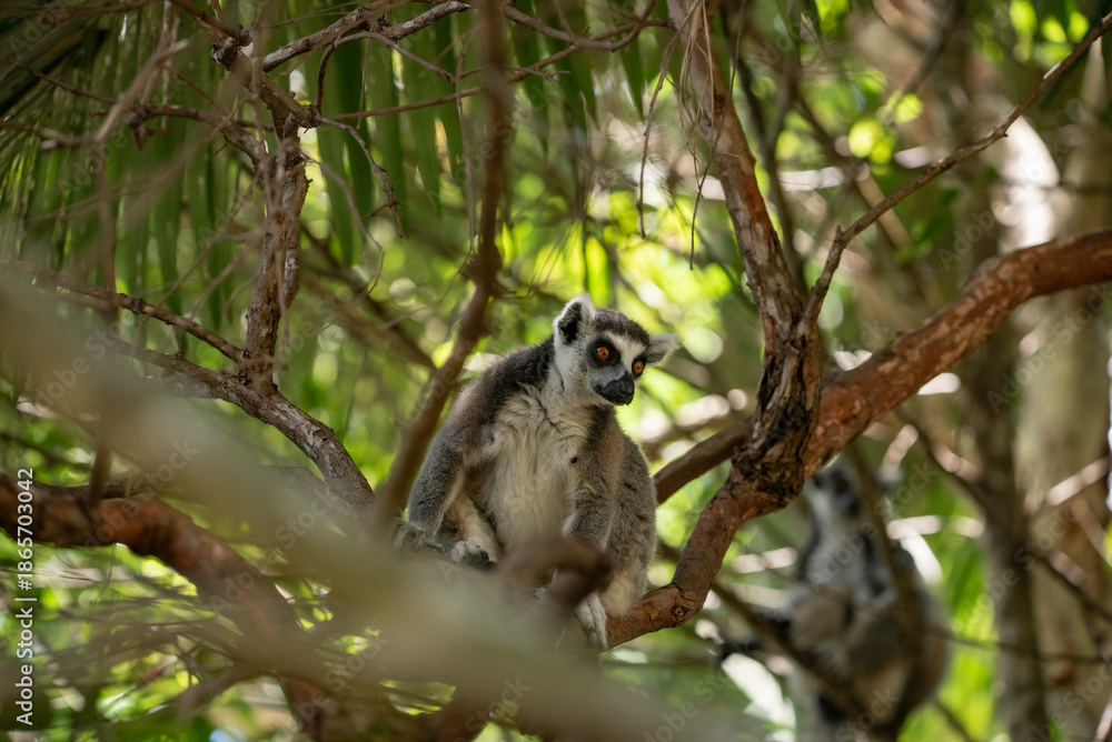 Fototapeta premium Portrait of a lemur close up
