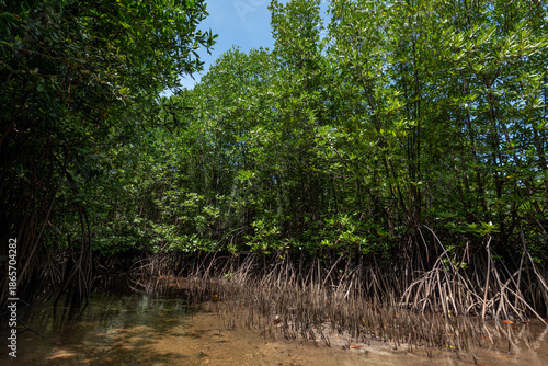 Tableau sur toile Dense Mangrove Forest with Complex Prop Roots and Green Canopy Reflected in Calm