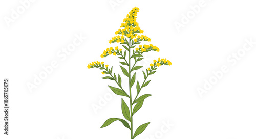 Detailed botanical drawing of a goldenrod plant with vibrant yellow flowers and green leaves for nature study and science guides.