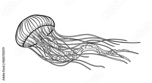 Artistic black and white line drawing of a graceful jellyfish with long flowing tentacles for marine biology and ocean illustrations.