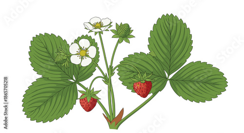Beautiful botanical illustration of a strawberry plant with green leaves white flowers and ripe red berries for organic gardening.