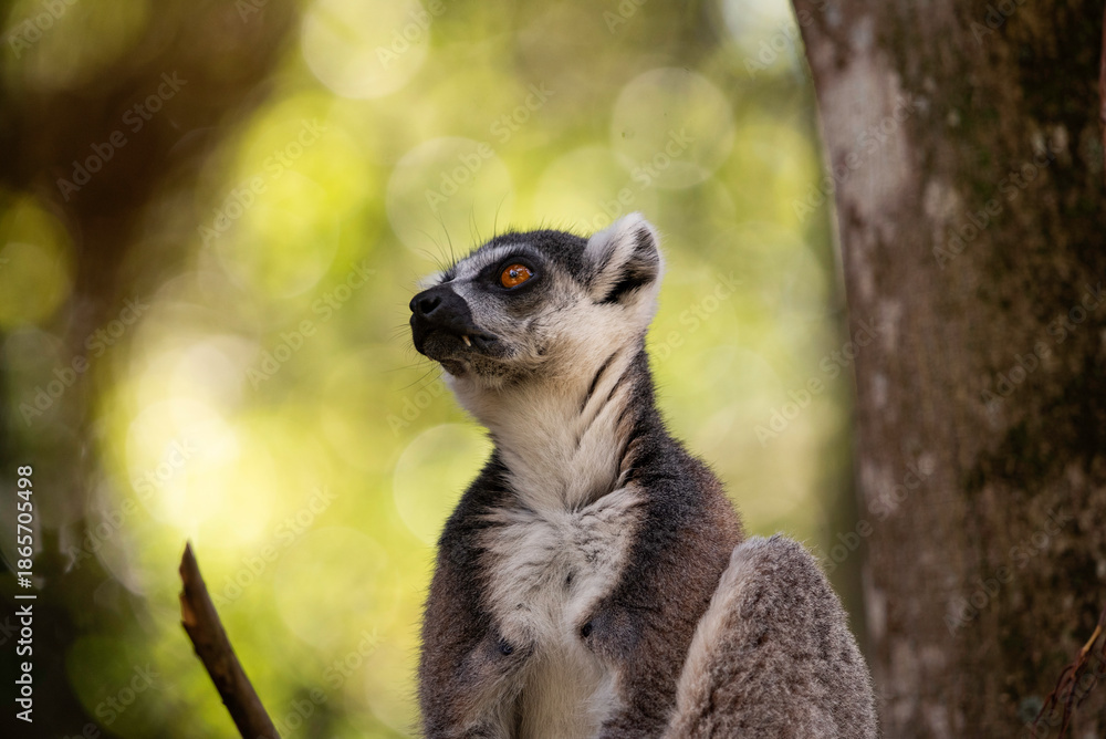 Fototapeta premium Portrait of a lemur close up