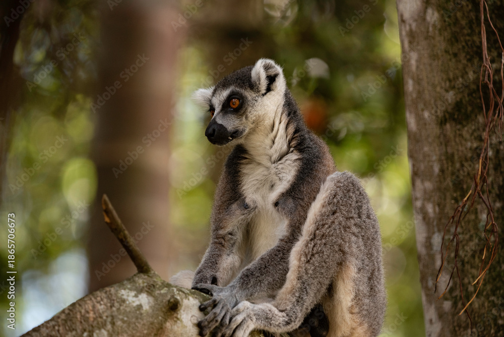 Naklejka premium Portrait of a lemur close up