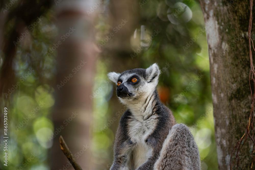 Naklejka premium Portrait of a lemur close up