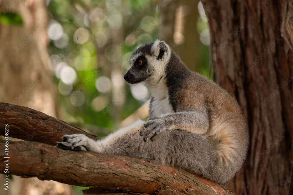 Naklejka premium Portrait of a lemur close up