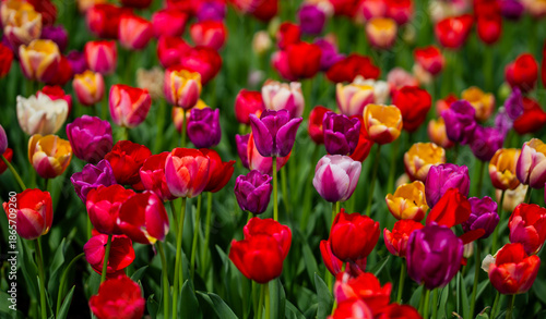 Tulip landscape with spring colors. Blooming tulip field in spring season. Spring multicolored flowers. Floral background with multicolored tulips. Multicolored tulips blooming in a flower meadow.