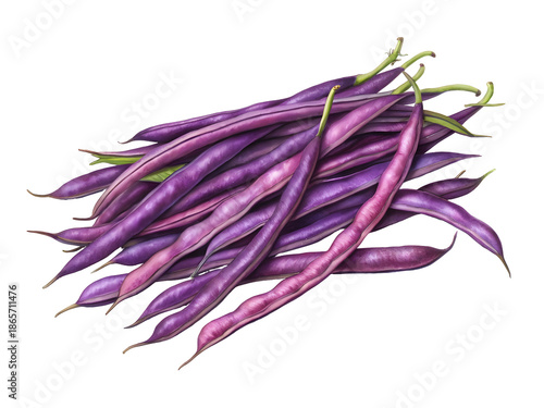 Watercolor Pile of Purple Beans isolated on a transparent background