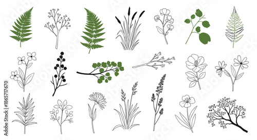 Comprehensive collection of detailed botanical sketches including ferns flowers and grass for natural history and garden themes.