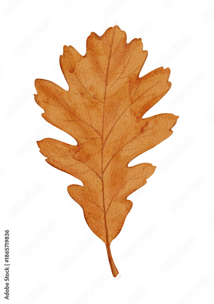 Fototapeta premium Autumn maple leaf illustration