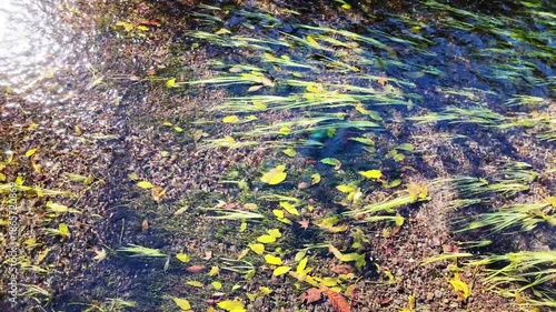 湧水が流れる小川　阿蘇