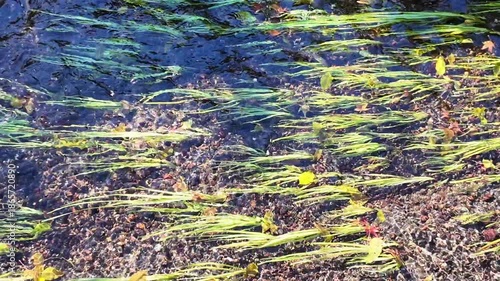 湧水が流れる小川　阿蘇