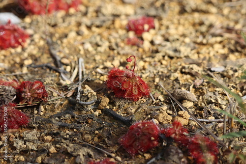 spoon leaved sundew with buds