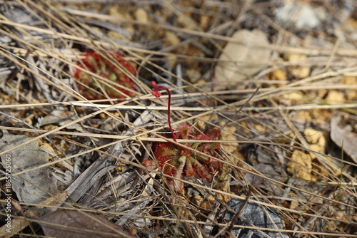 spoon leaved sundew with buds