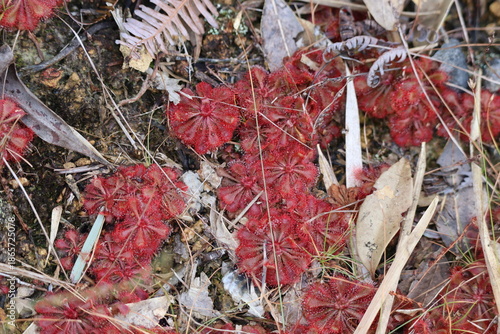 a colony of spoon leaved sundew stained red