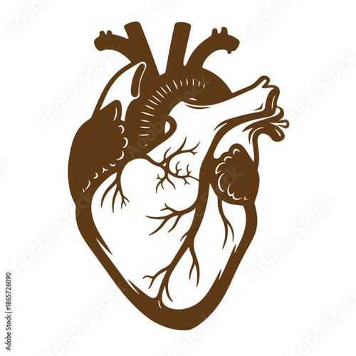 Vintage Anatomical illustration of a human heart with detailed structure and blood vessels  a medical graphic representation