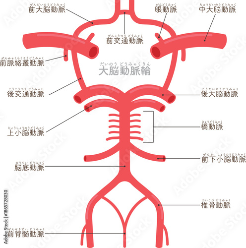 大脳動脈輪のイラスト circle of willis illustration