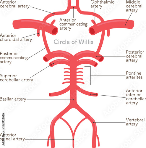 大脳動脈輪のイラスト circle of willis illustration