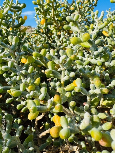 Canvastavla Close-up of Zygophyllum fontanesii growing on the Cape Greco Peninsula, Cyprus