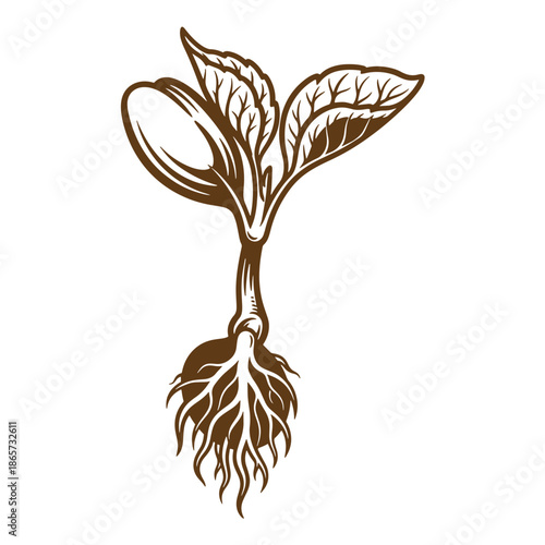 Vintage Brown plant sprout with roots and leaves illustration isolated on transparent background