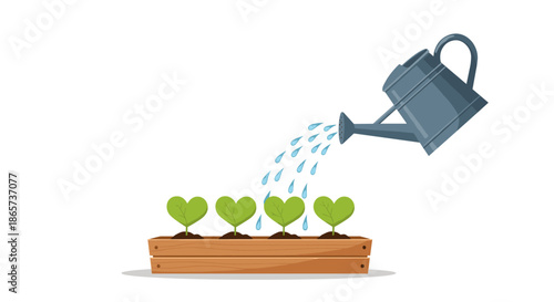 Metal watering can pouring water on four small heart-shaped green plant seedlings growing in a wooden box planter.