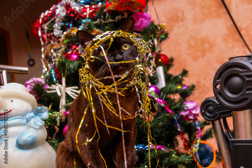 large brown cat sits under a decorated Christmas tree, muzzle in yellow shiny tinsel, looks through the rain, looks with round eyes, wrapped in sparkles, interested, yellow-eyed, drum set, pet,