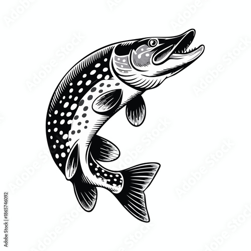 Handdrawn Trout Leaping Fish Illustration Art.