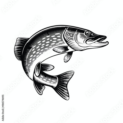 Illustration of a leaping freshwater fish.