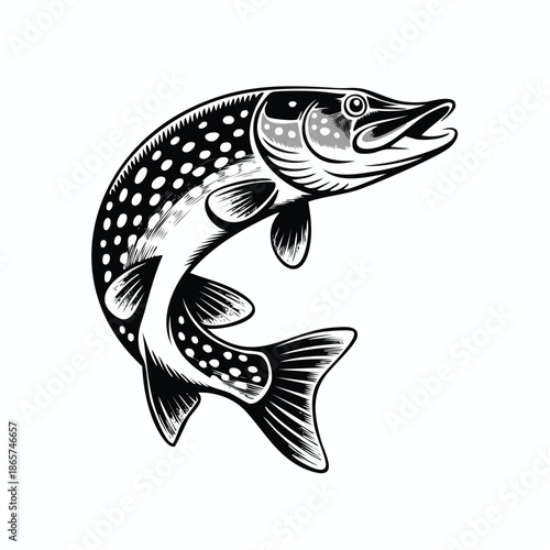 Leaping trout illustration with spots and fins.