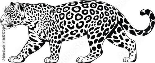Wild leopard or jaguar animal silhouette with black spotted pattern walking on white background, vector illustration
