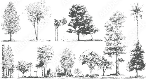 Collection of diverse trees and palm trees rendered in a detailed black and white style palms foliage
