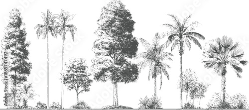 Black and white line of diverse trees and foliage in a row plant palm tropical