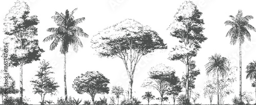 Diverse collection of tropical trees and foliage in a detailed black and white style palm jungle