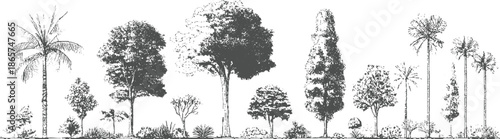 Collection of diverse trees and palm trees in a line style nature plant botanical