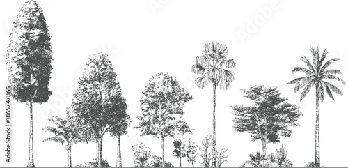 Diverse collection of trees and foliage rendered in a detailed black and white style botanical nature