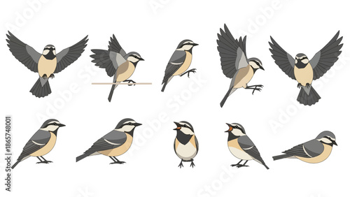 Vector illustration set of cute small songbirds in various poses including flying, perching, and singing, isolated on a white background for nature design works