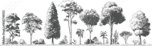 Collection of diverse trees and foliage rendered in a detailed sketchy monochrome style plant plants