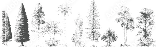 Collection of varied coniferous and deciduous trees in black and white style nature forest woodland