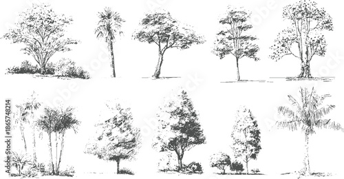 Collection of ten hand drawn style trees and foliage on white background plant plants