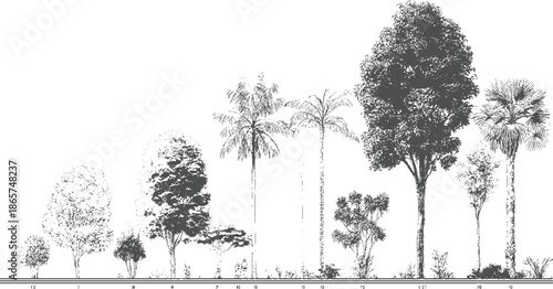 Collection of diverse trees and palms in a line style with scale markers plant nature botanical