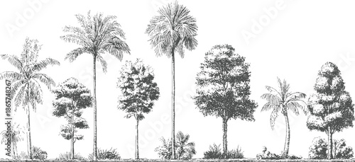 Collection of diverse trees and palm trees in a line style tropical nature 1 foliage