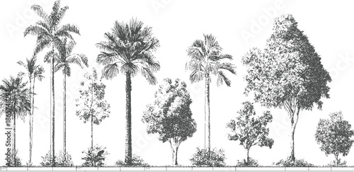 Line of various palm trees and leafy trees in a row against a white background plant