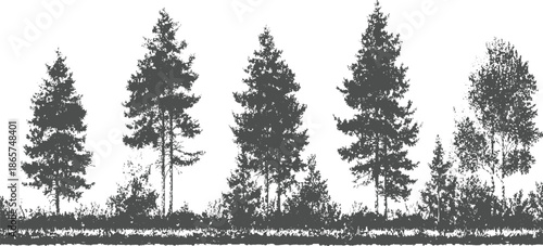 Silhouette forest landscape with various coniferous and deciduous trees and undergrowth nature