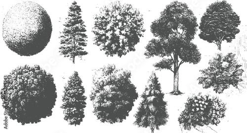 Collection of diverse grey trees and foliage rendered in a stippled style on a white background plant