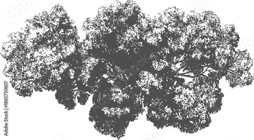 Down view of a dense leafy tree canopy in dark grey silhouette