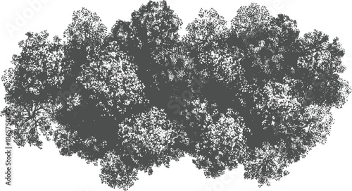 Overhead view of dense grey tree canopy with visible branches and leaves foliage